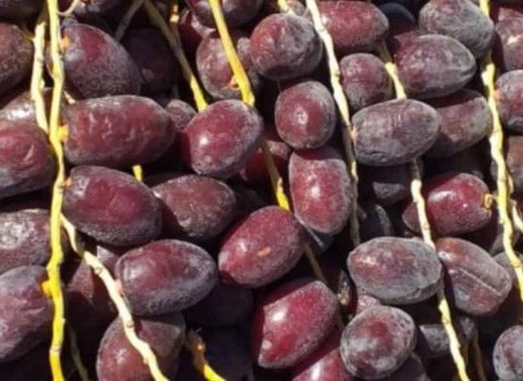 تصویر 4 از خرمای رطب مضافتی سیاه خوش طعم با بافت نرم ممتاز